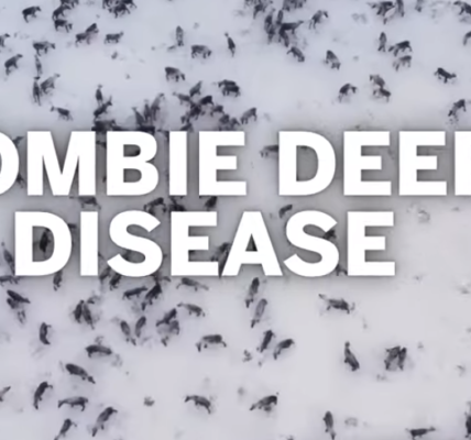 Zombie deer disease