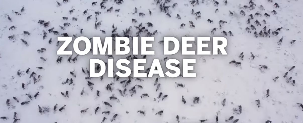 Zombie deer disease