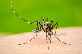 New Medical Emergency: Dengue Symptoms and Treatments
