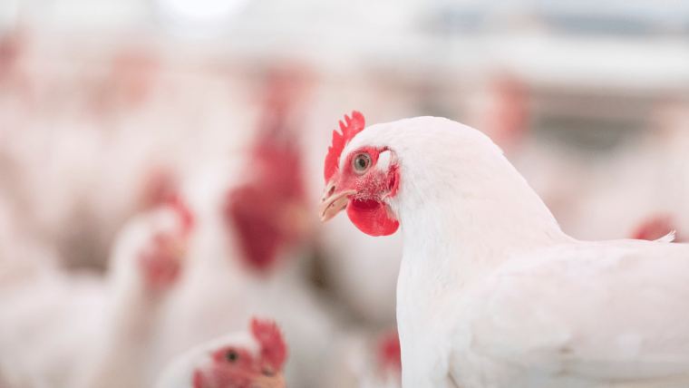 All You Need to Know About Bird Flu or Avian Influenza