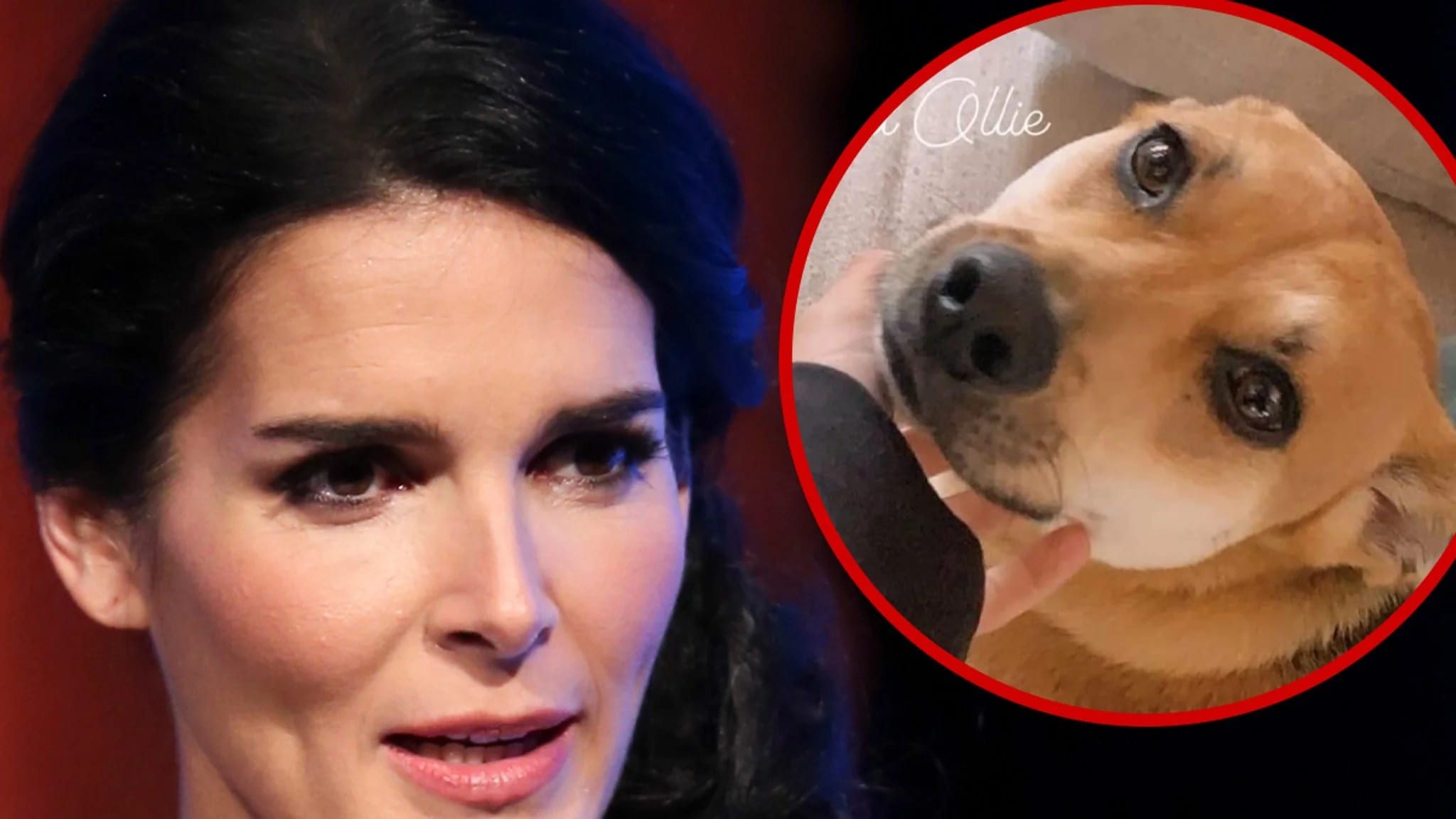An Instacart delivery van driver killed Angie Harmon's dog
