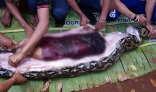 Villagers Tear Open Python's Stomach, Make Shocking Discovery