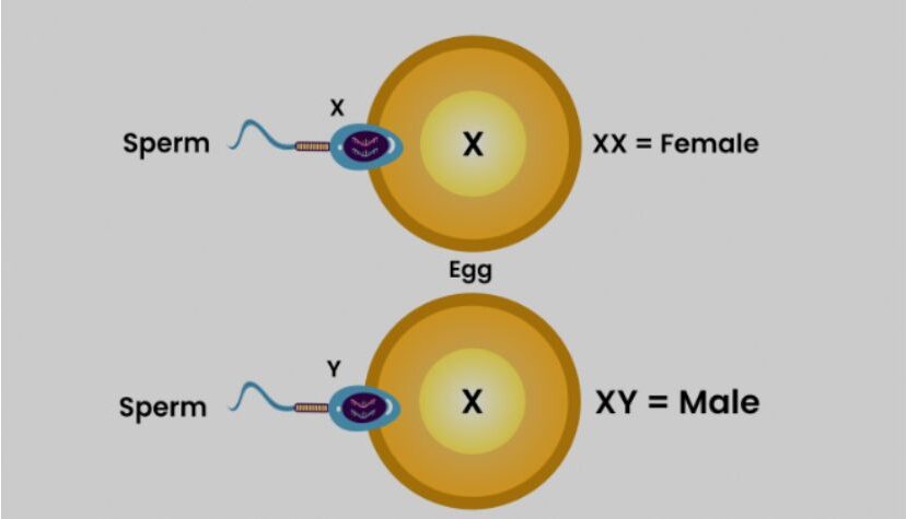 Y Chromosome Decline: How reproduction happens